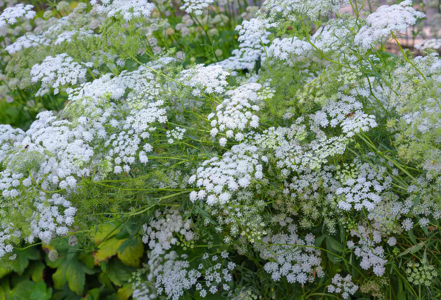 Gros plan sur les fleurs de dentelle de la Reine Anne