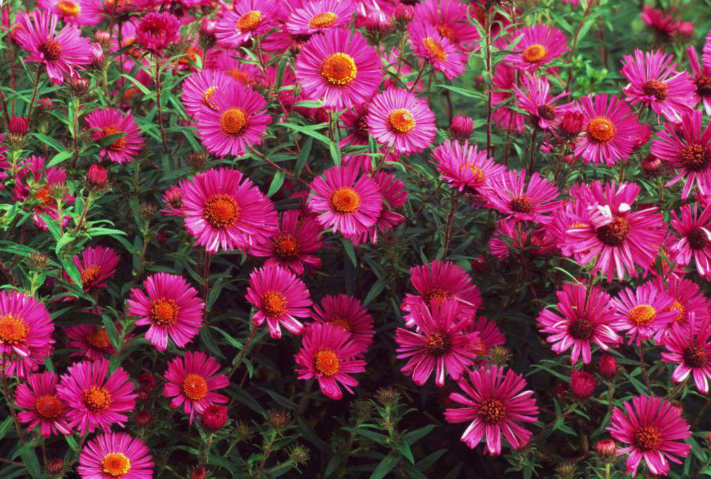 asters