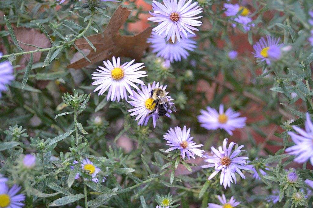 aster aromatique