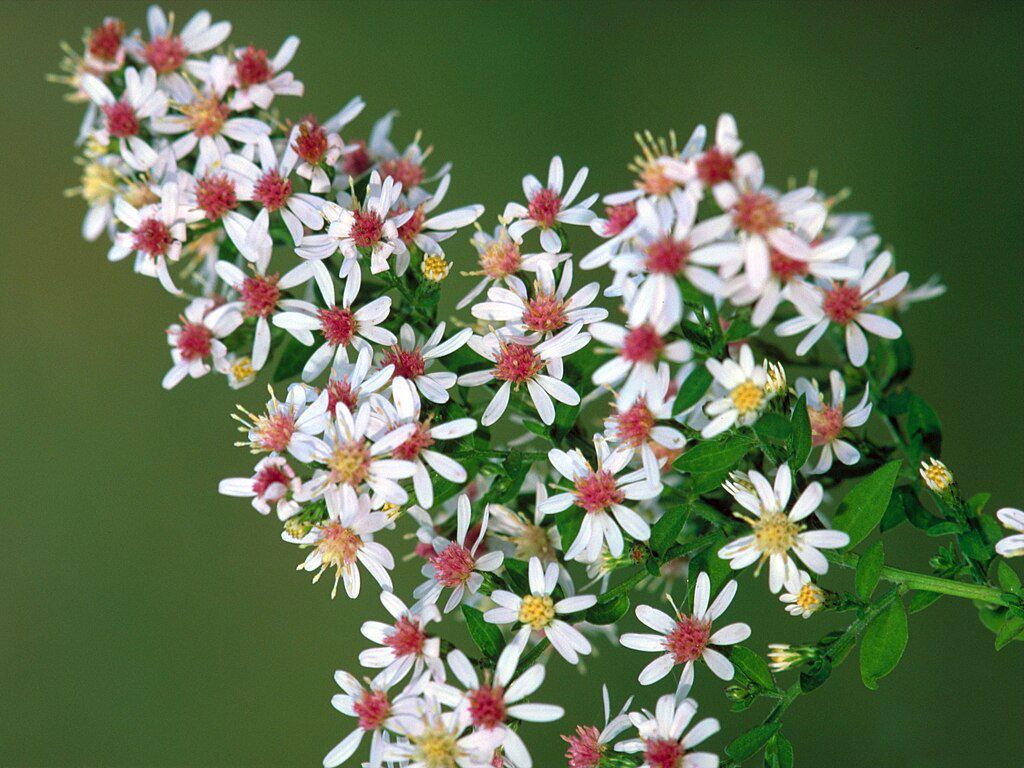 aster calico