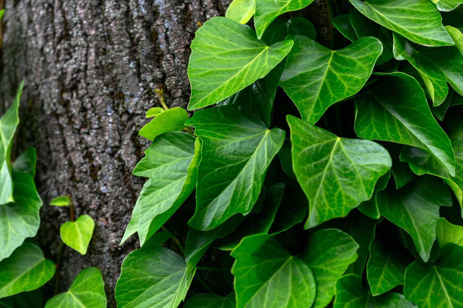 Gros plan de plante de lierre persan.