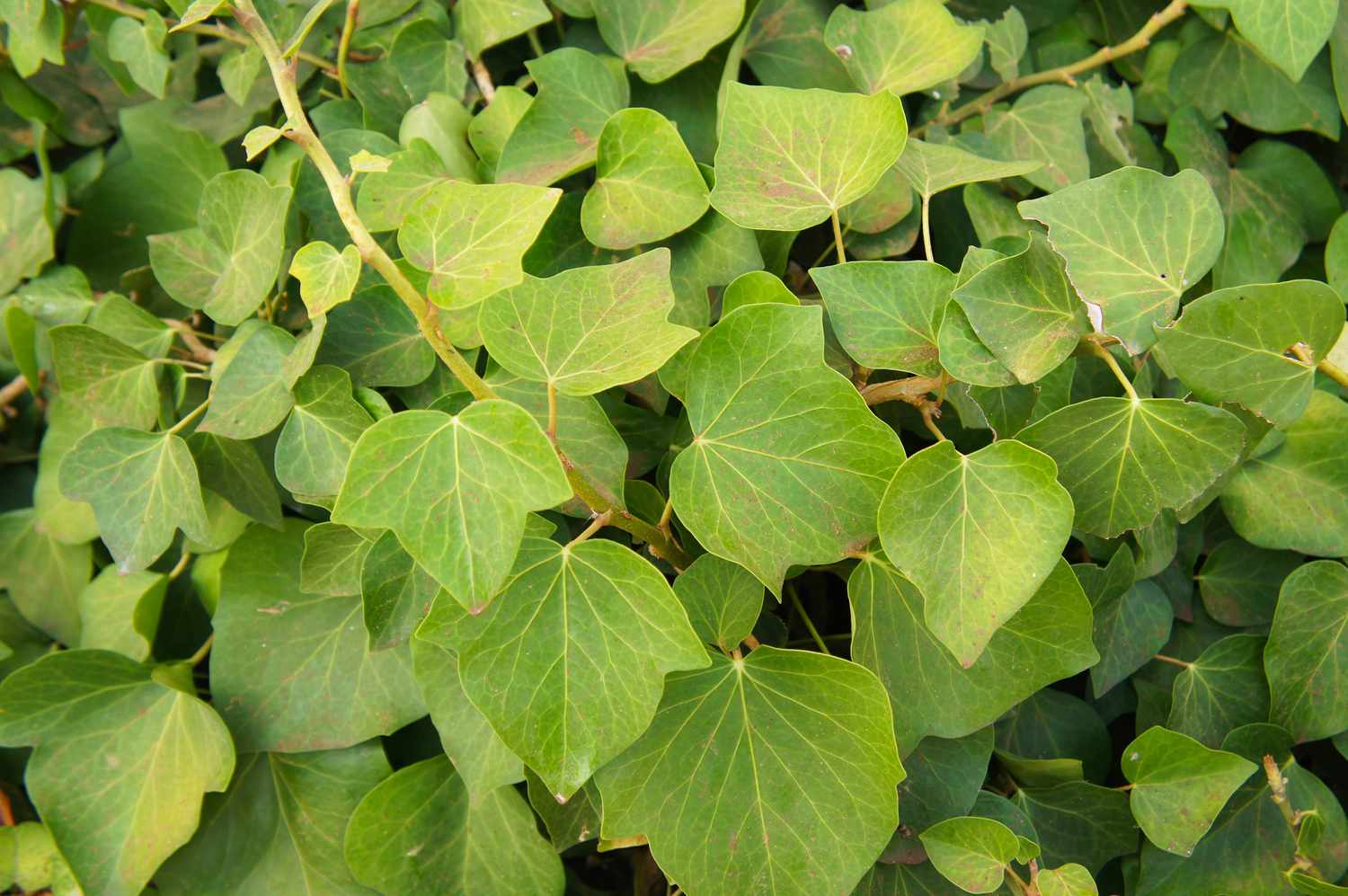 Type de lierre algérien moins courant, non variegé.