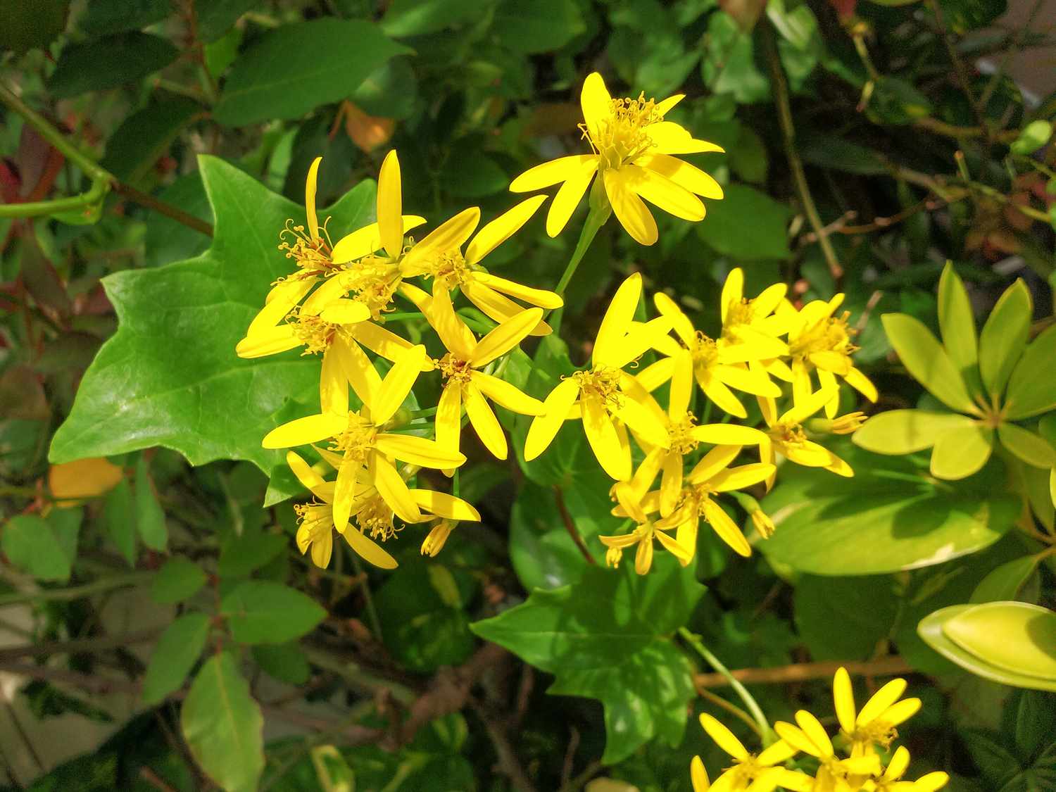 Lierre allemand en fleurs.