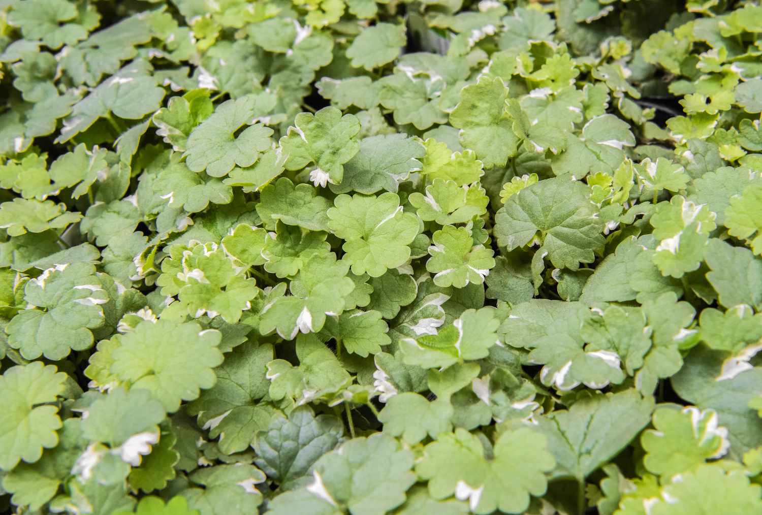 Le lierre terrestre variegé est une plante ornementale, pas une mauvaise herbe.