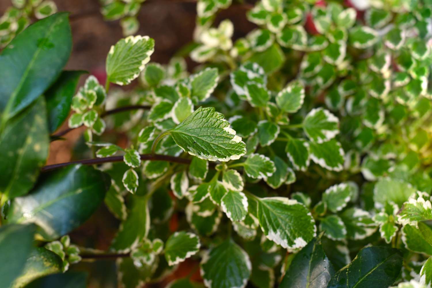 Cultivar de lierre suédois avec des feuilles variegées.