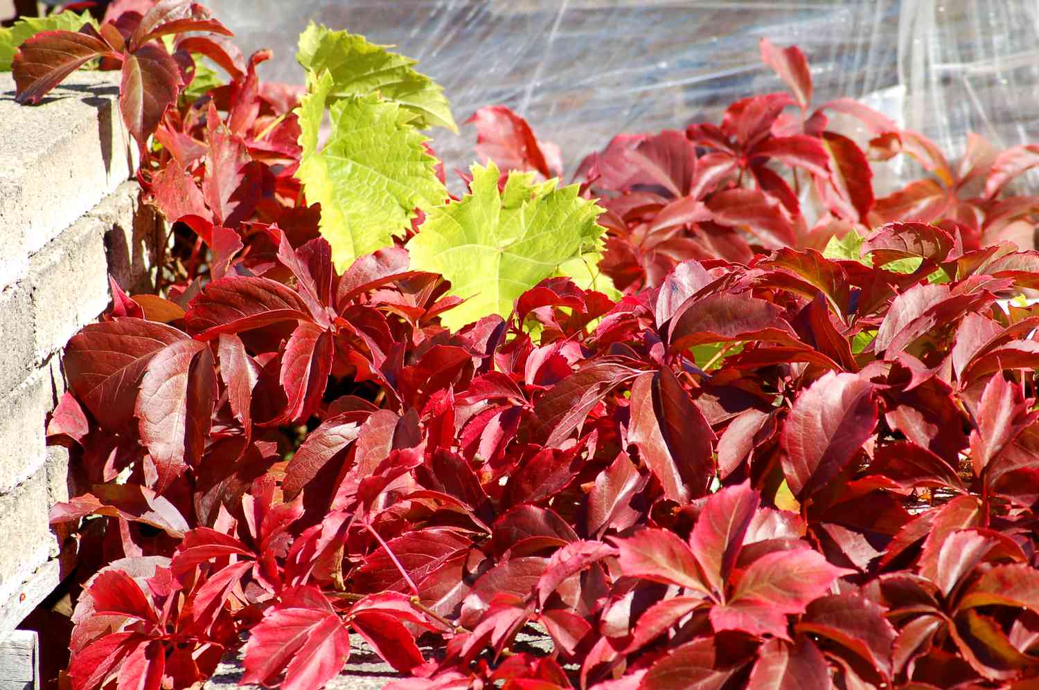 Vigne vierge avec sa couleur d'automne.