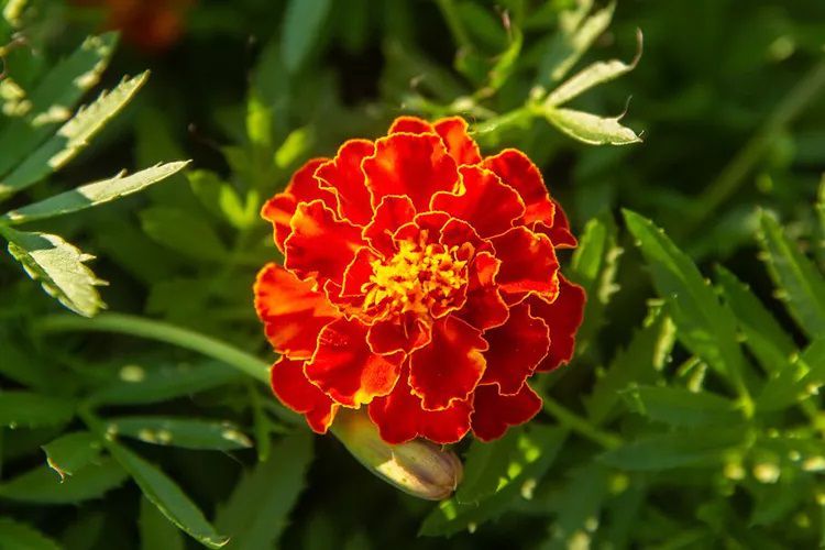 Gros plan d'une fleur de souci orange