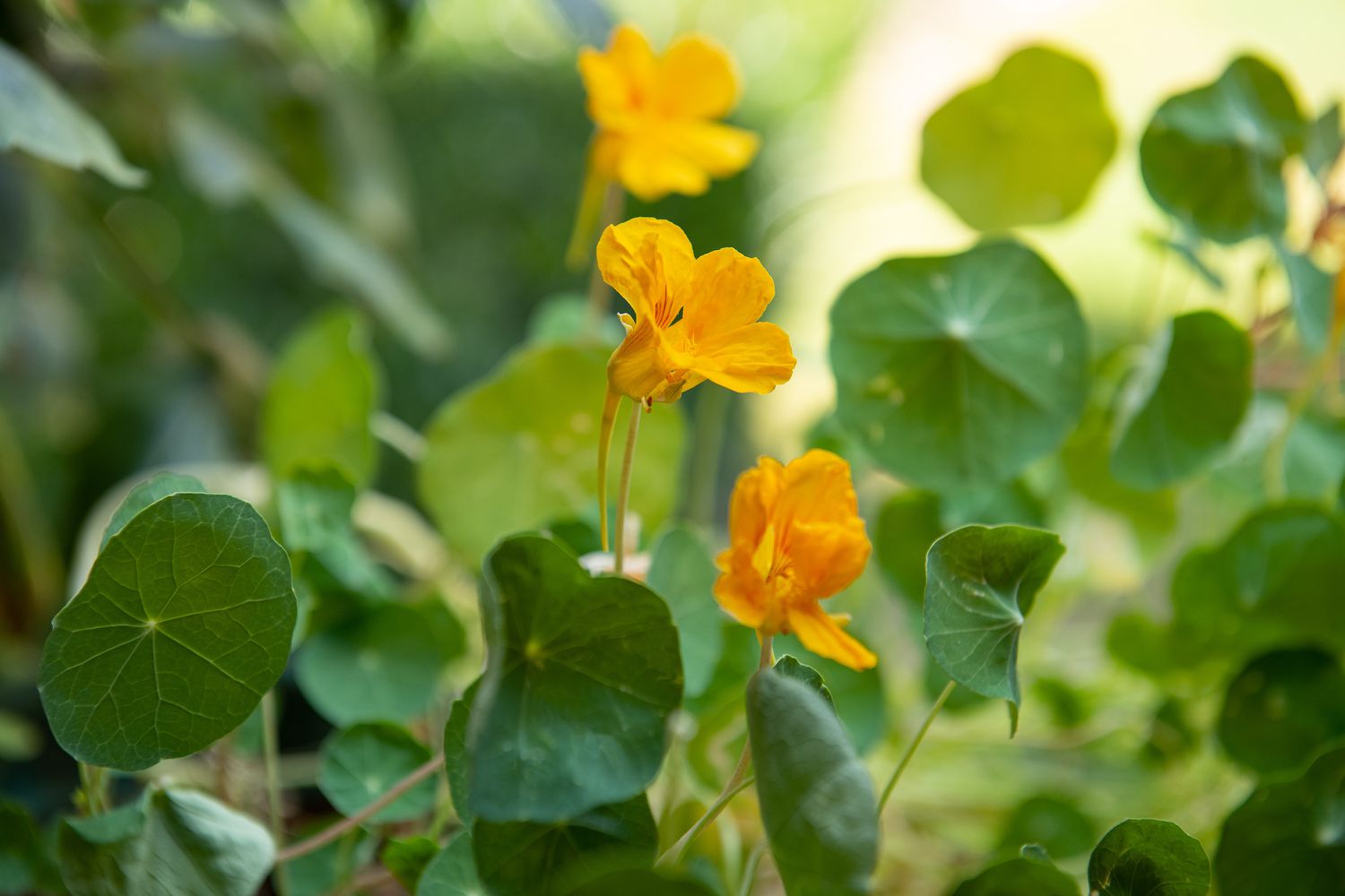 Fleurs de nasturtium