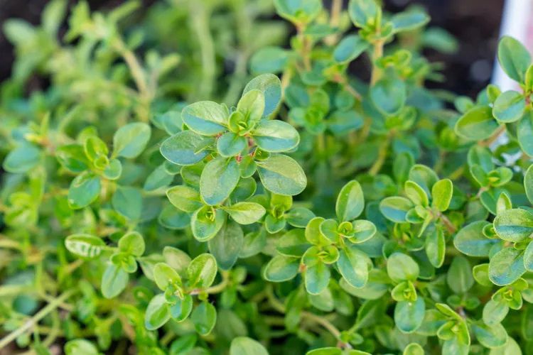 Gros plan sur les feuilles matures d'un plant de thym