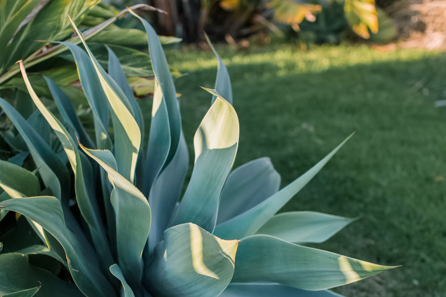 gros plan des feuilles d'agave