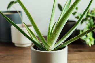 À quelle fréquence arroser votre plante d’aloe vera ? Les experts affirment qu’il ne faut pas en faire trop.