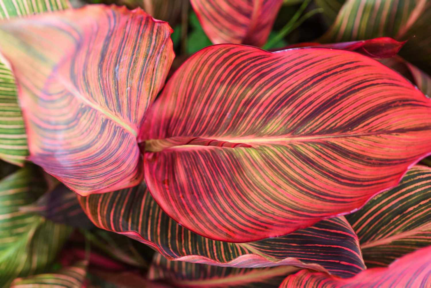 canna foliage