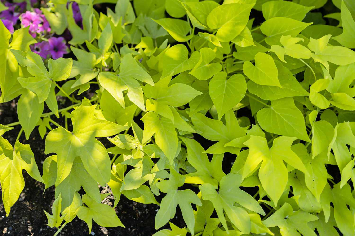 vigne de patate douce