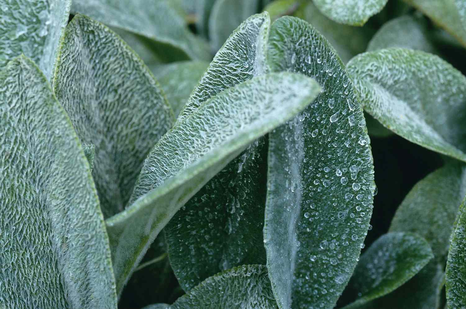 Furry Lamb's Ear leaves trapping water