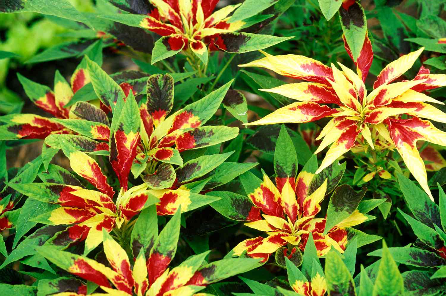 Beautiful amaranthus tricolor or Joseph's Coat foliage