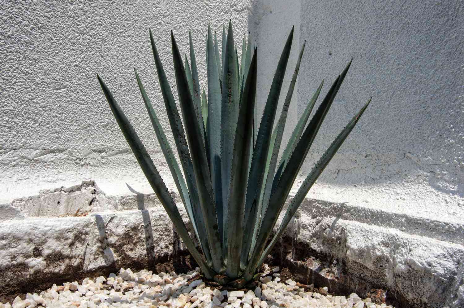 Plante d'agave