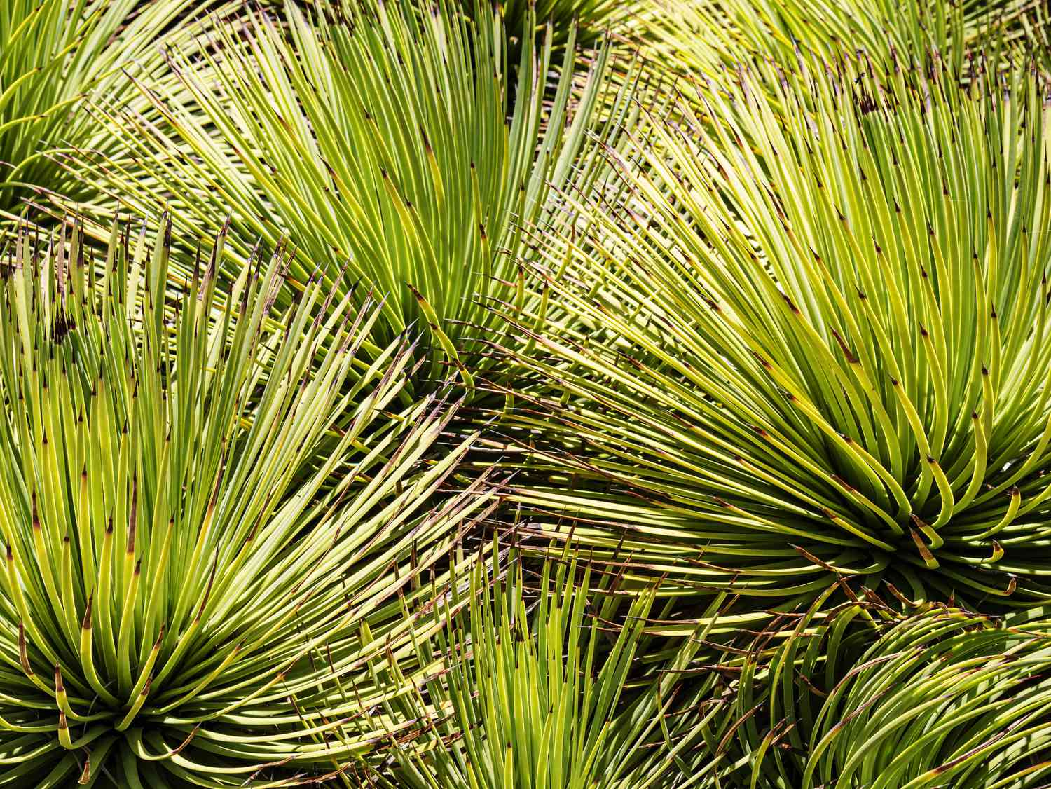 Plante de yucca