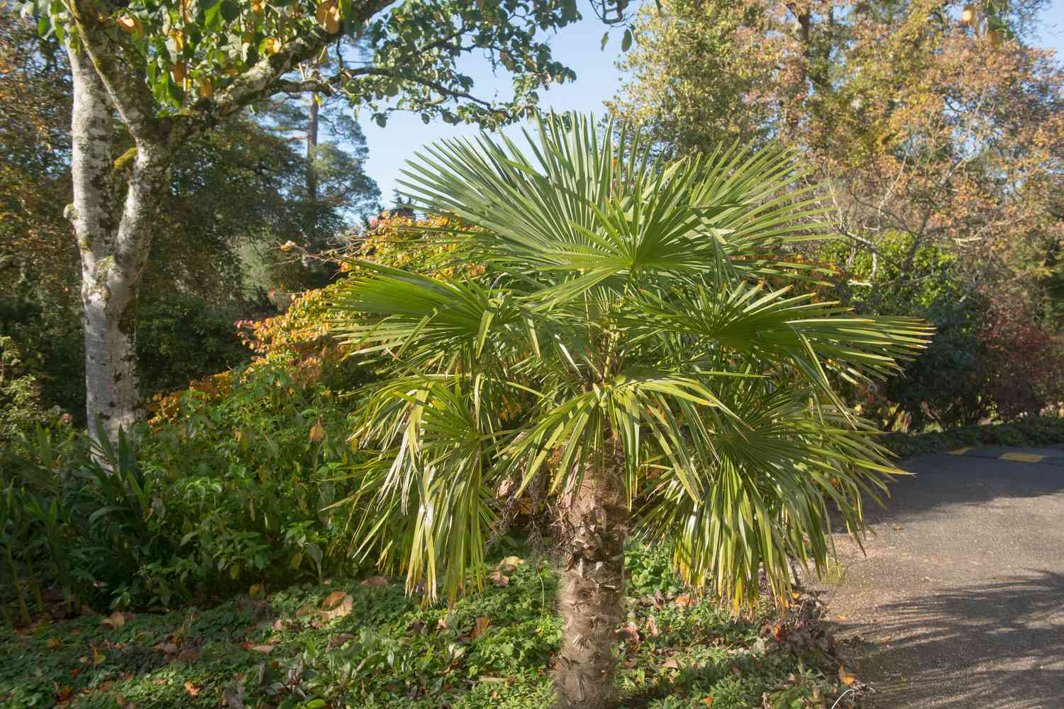 Trachycarpus fortunei