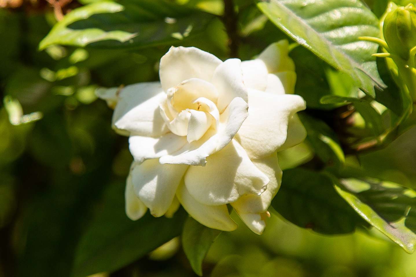 Arbuste de gardenia avec des fleurs blanches froncées au soleil de près