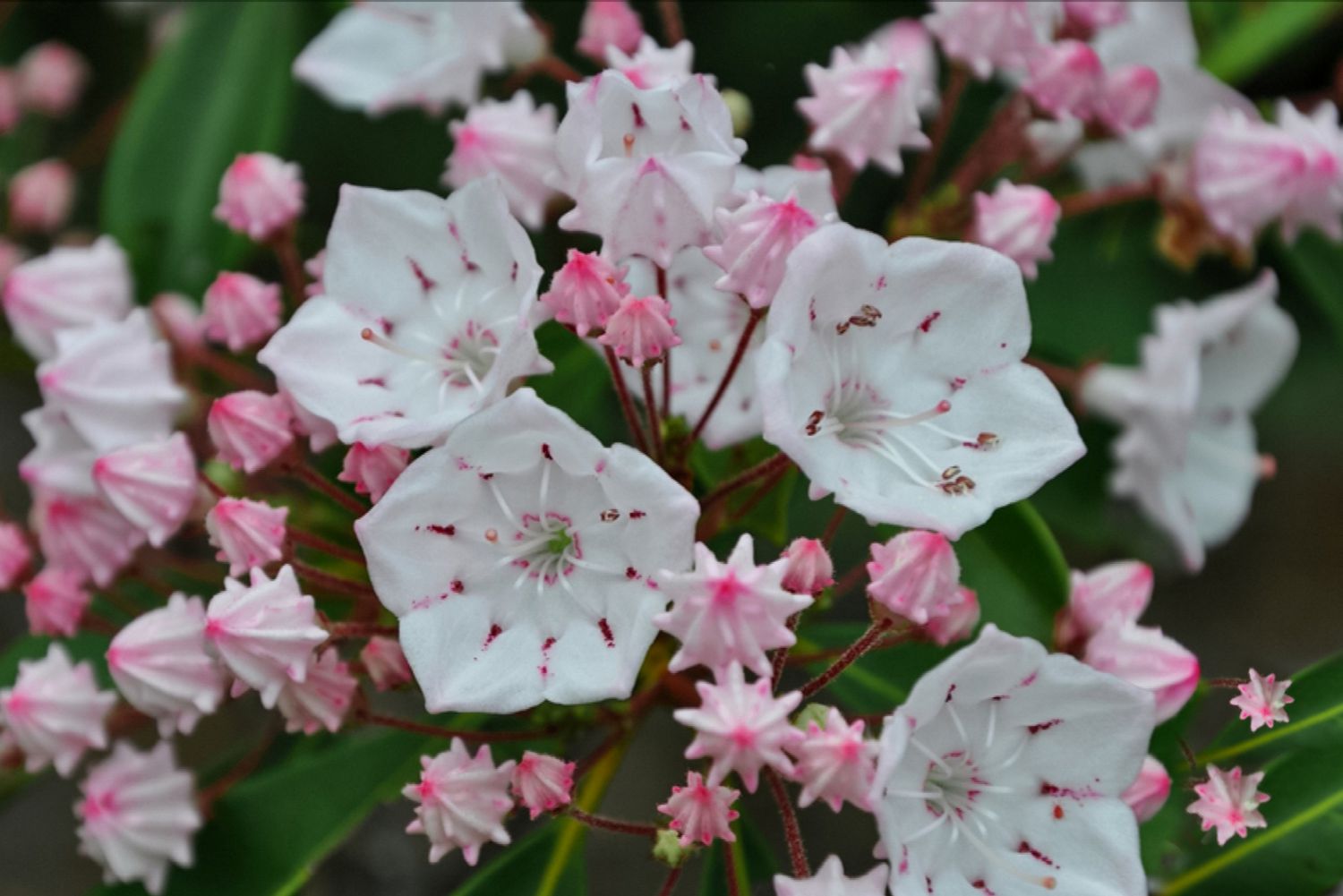 Laurel des montagnes avec des fleurs blanches en gros plan