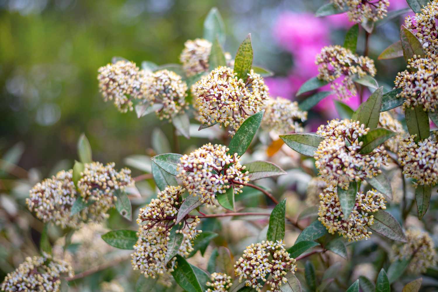 Arbuste de skimmia avec de petites fleurs blanches et des grappes de boutons