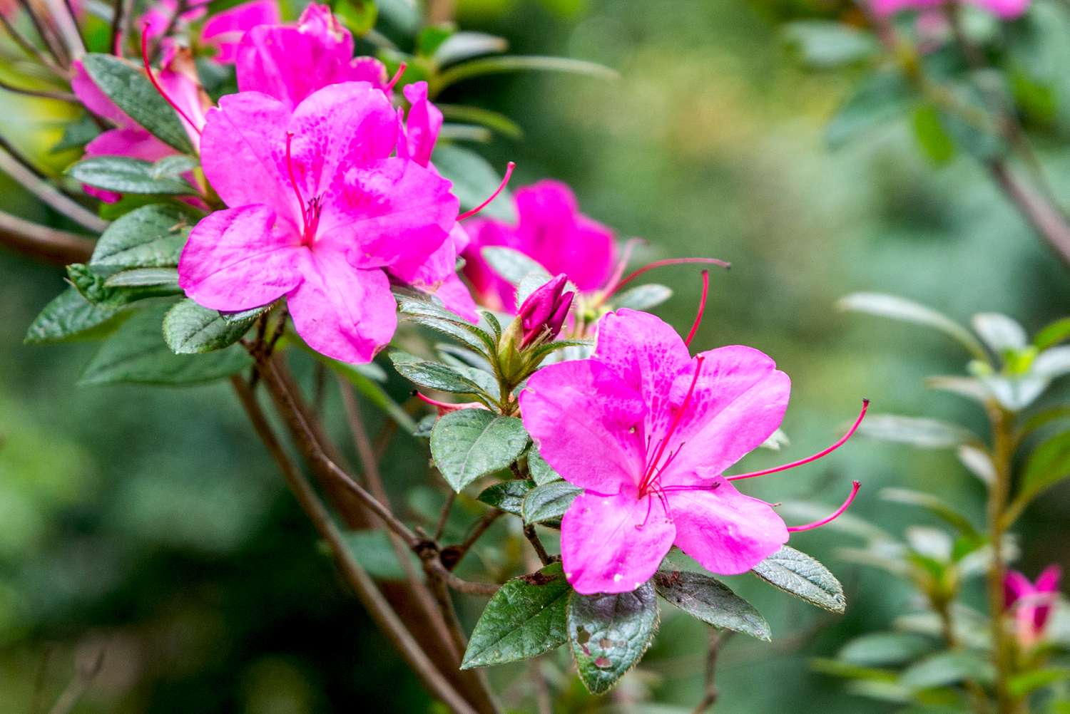 Azalées roses