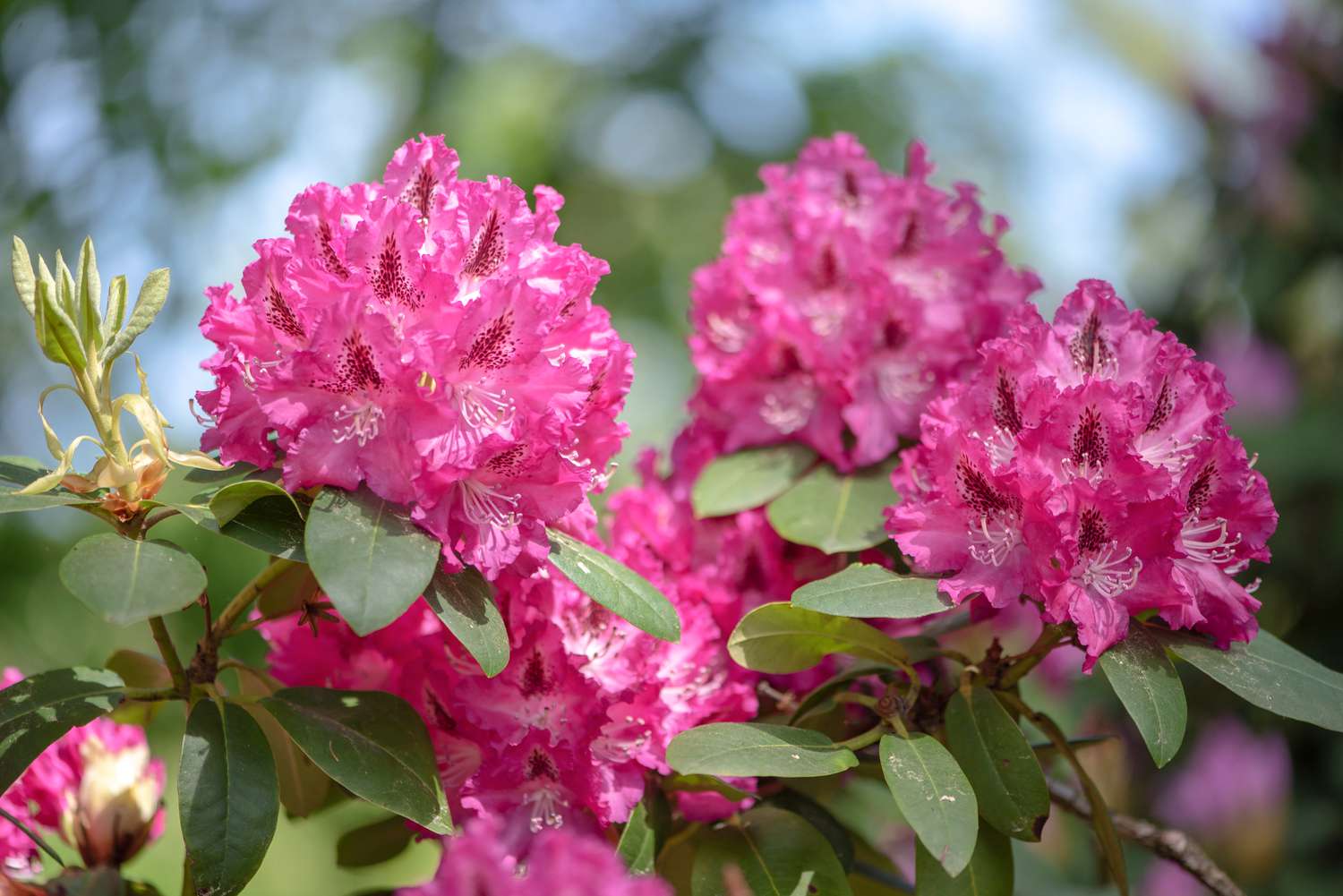 Gros plan des fleurs roses magenta du rhododendron