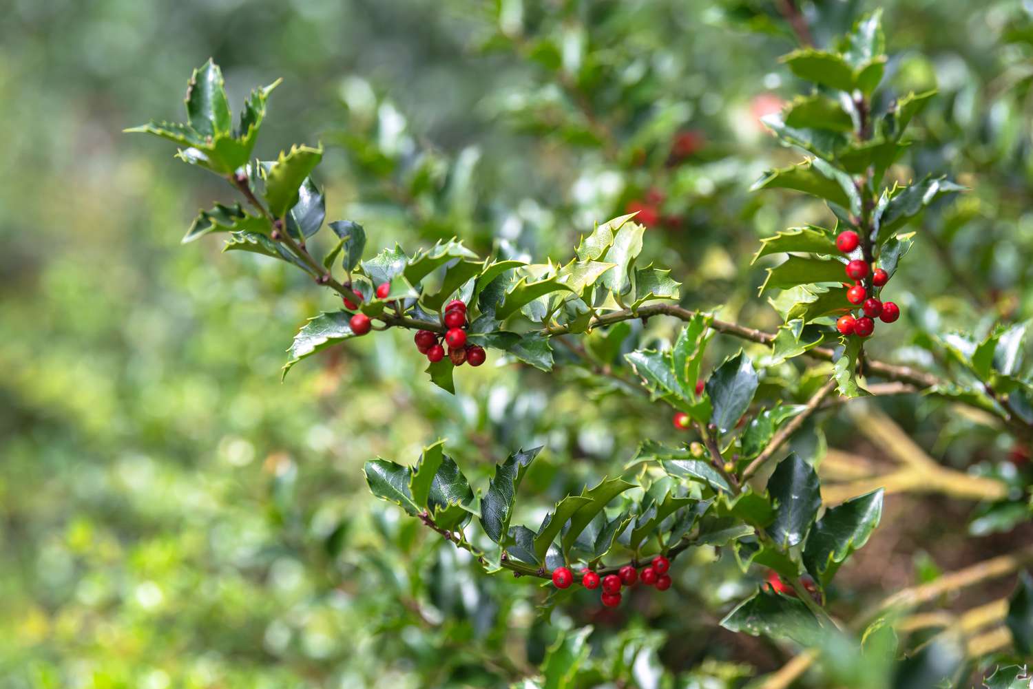 Branche de houx Blue Princess avec des feuilles vertes brillantes et tranchantes avec des baies rouges pendantes
