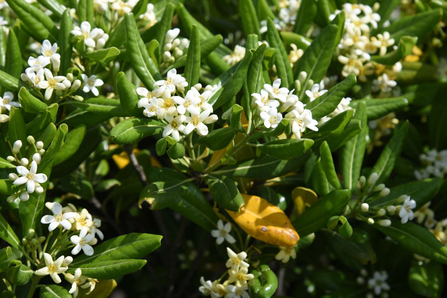 Pittosporum japonais