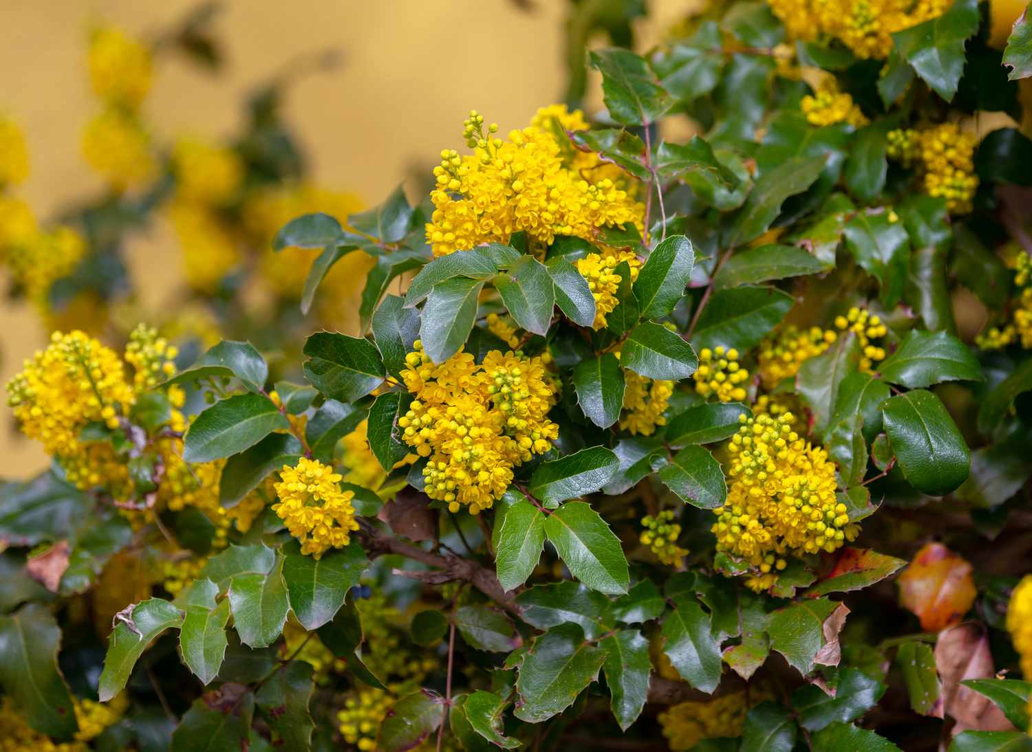 Arbuste de mahonia avec de petites feuilles cireuses et des grappes de petites fleurs jaunes