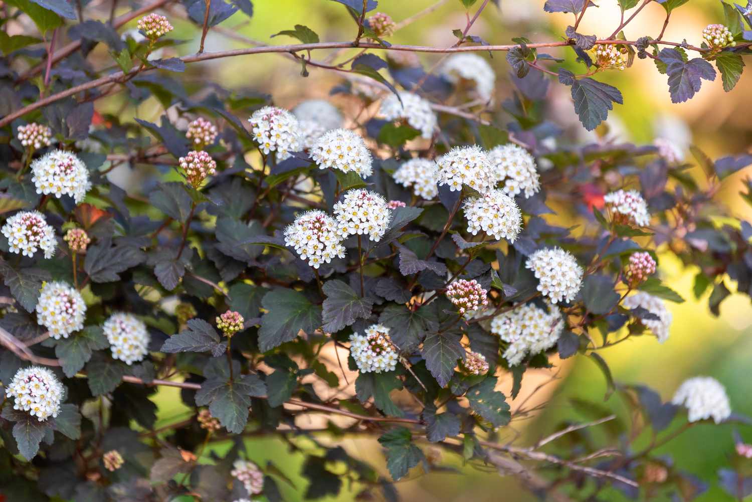 Physocarpus