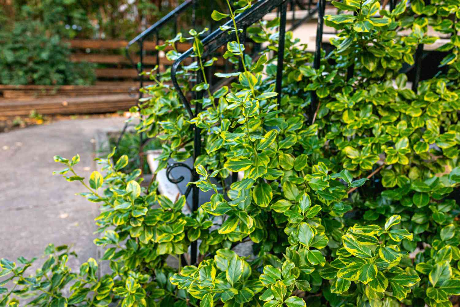 Euonymus Emerald et Gold