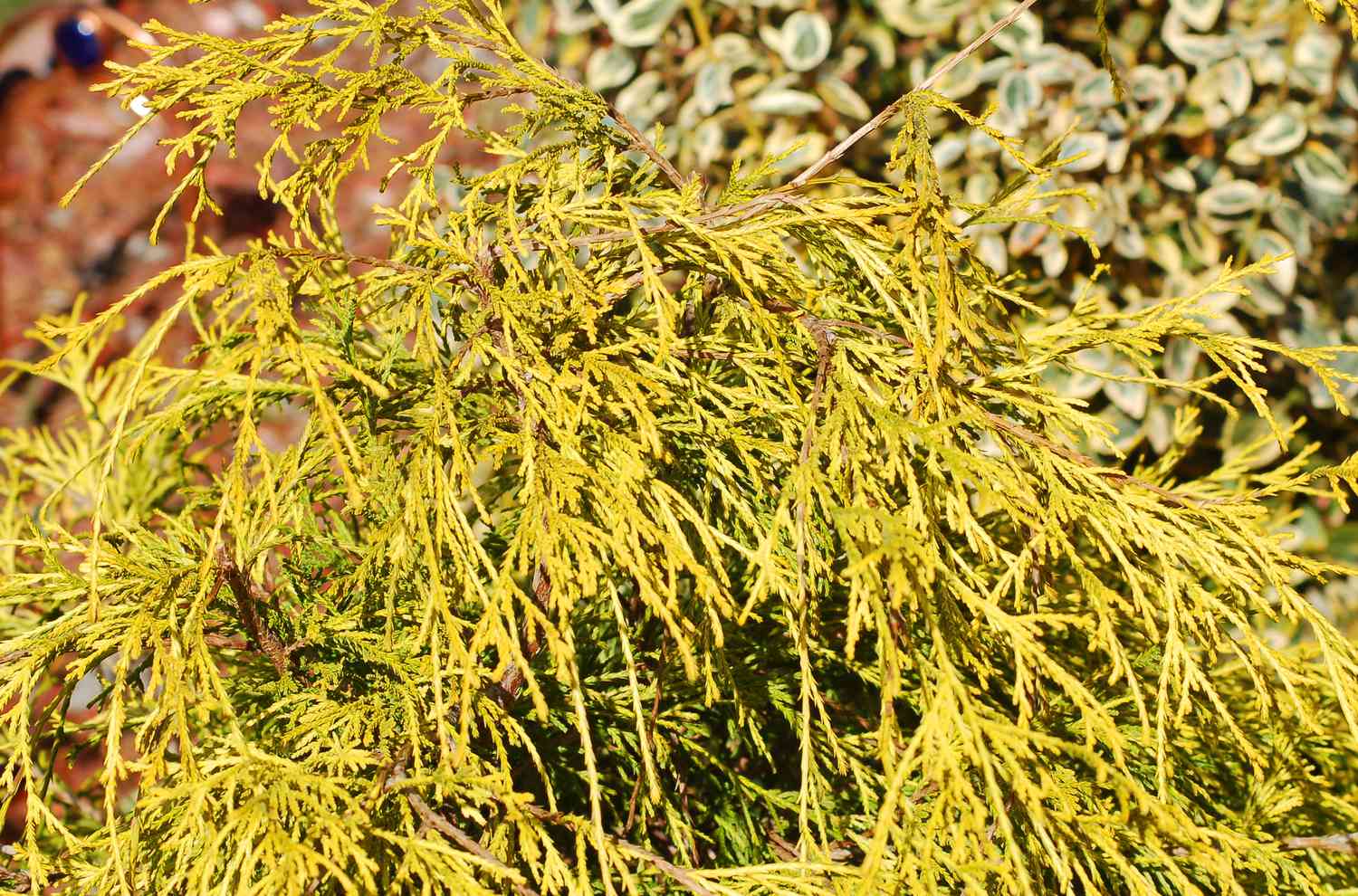 Cyprès faux filiforme