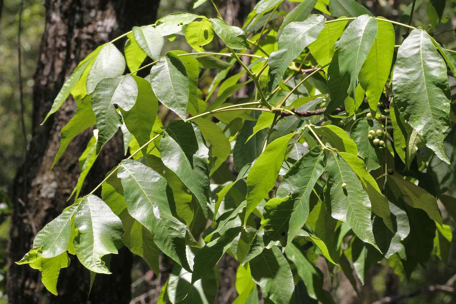 Carya glabra