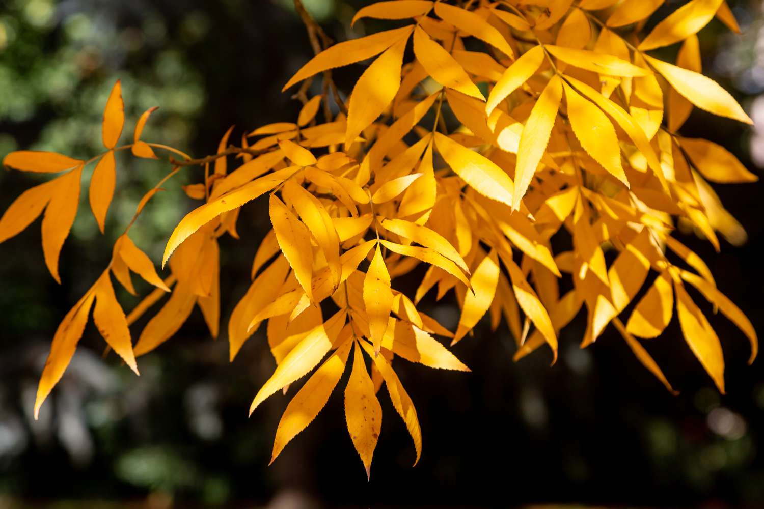 Feuilles de bitternut hickory en automne