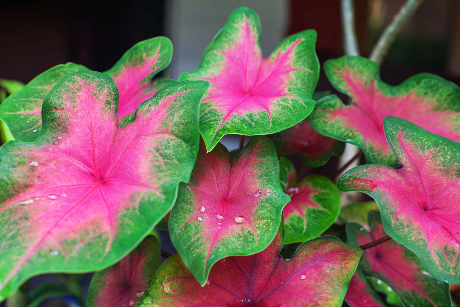 Caladium