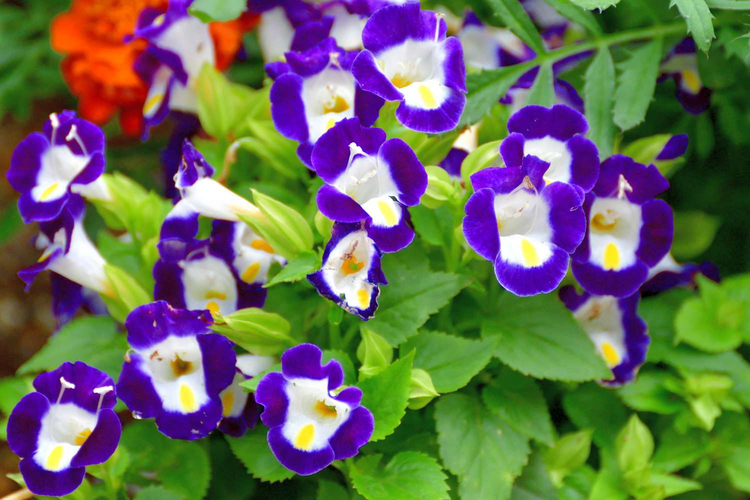 Torenia