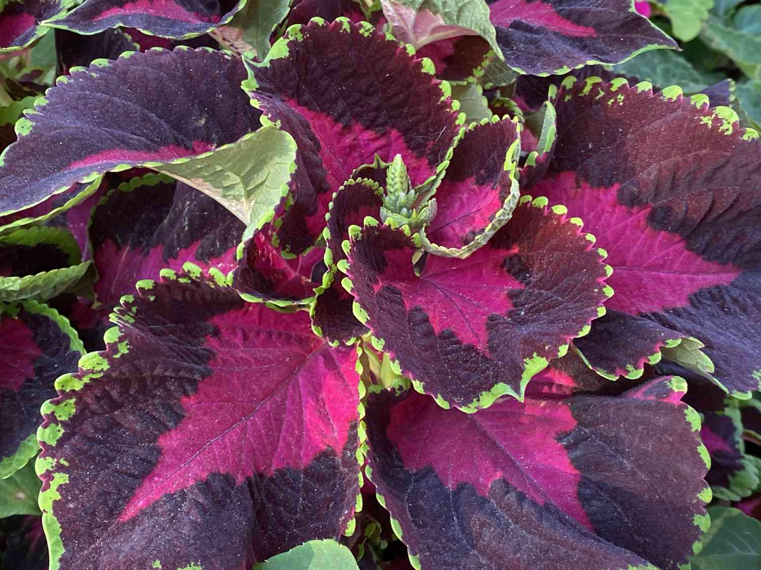 Coleus