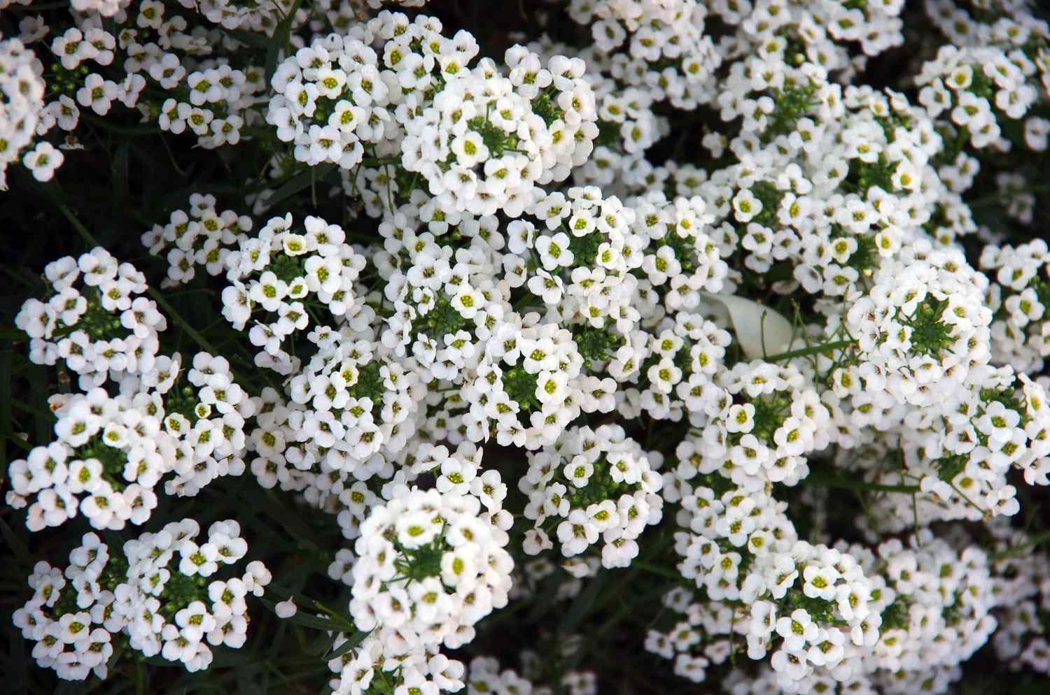 Alyssum Doux