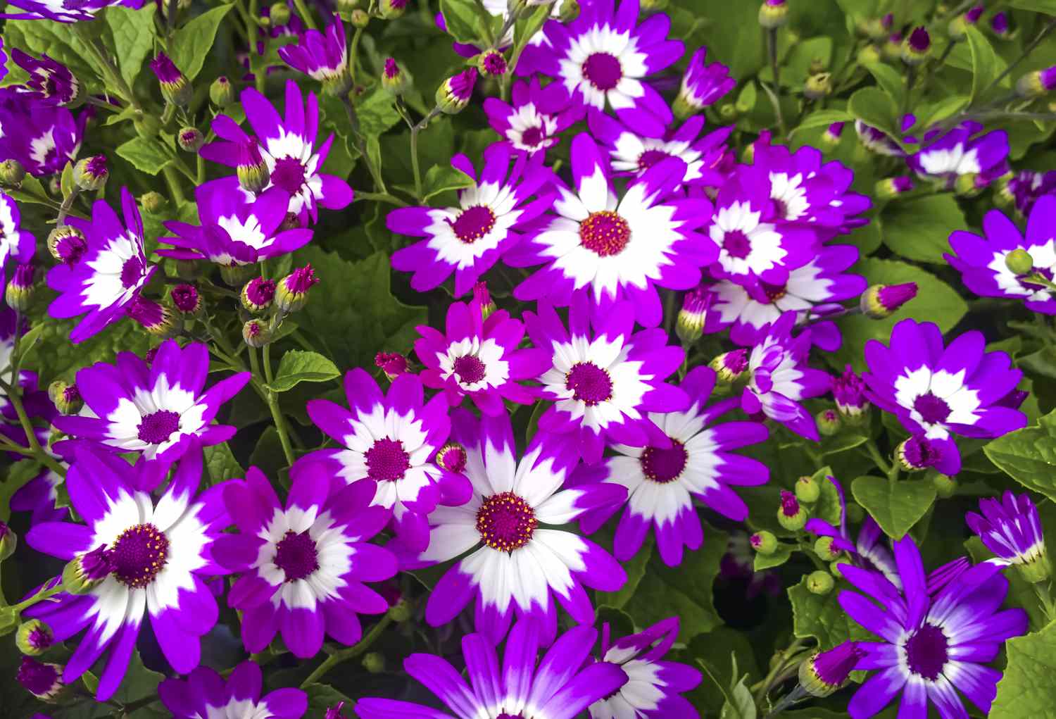 Cineraria