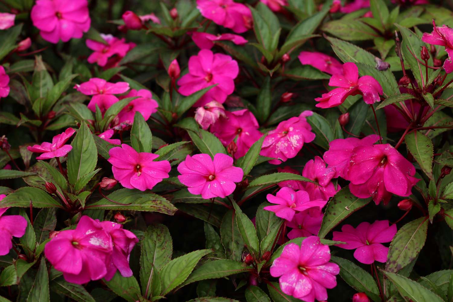 Impatiens