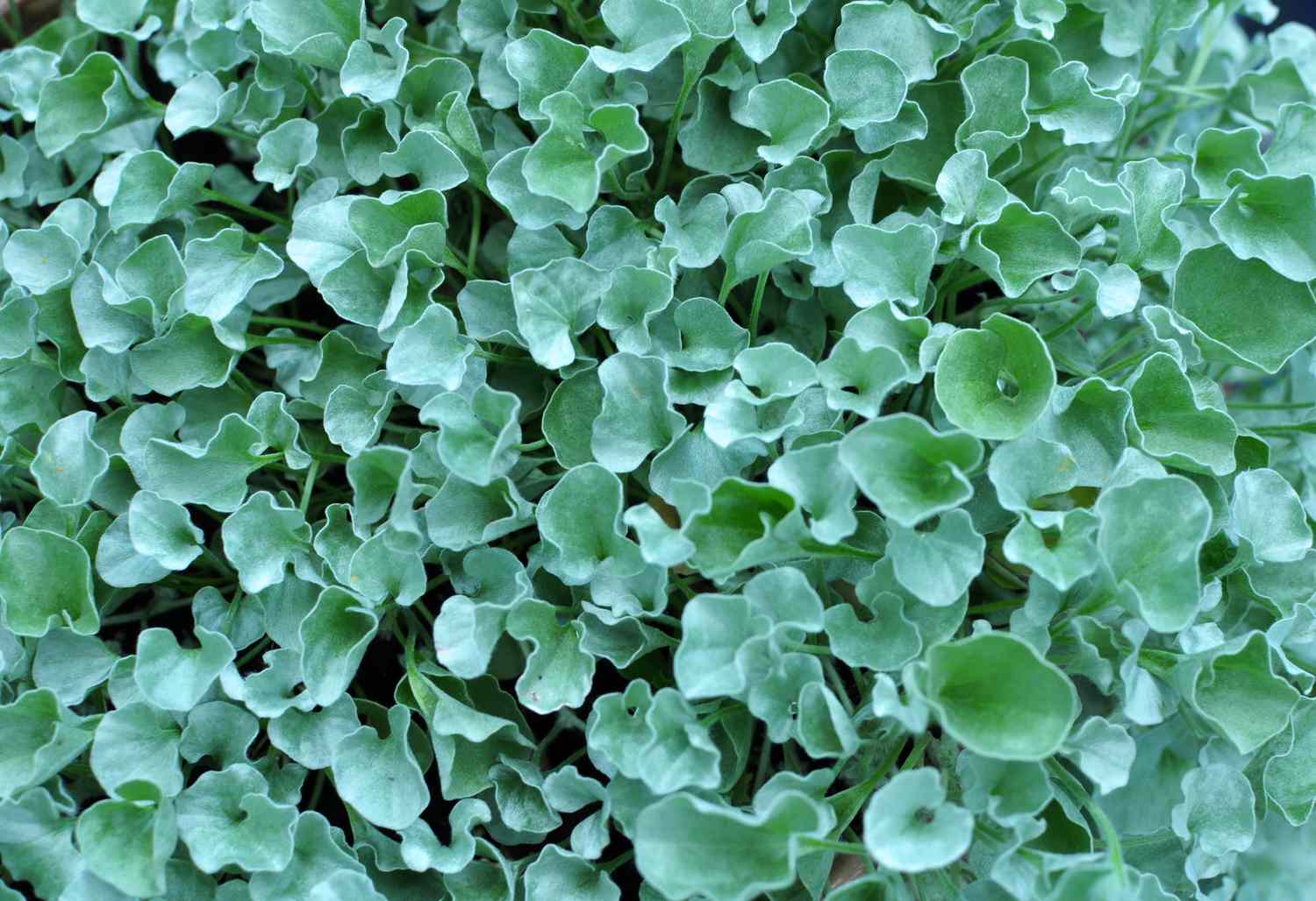 Dichondra Rampante