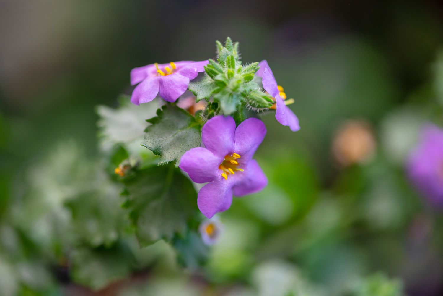 Plante Bacopa