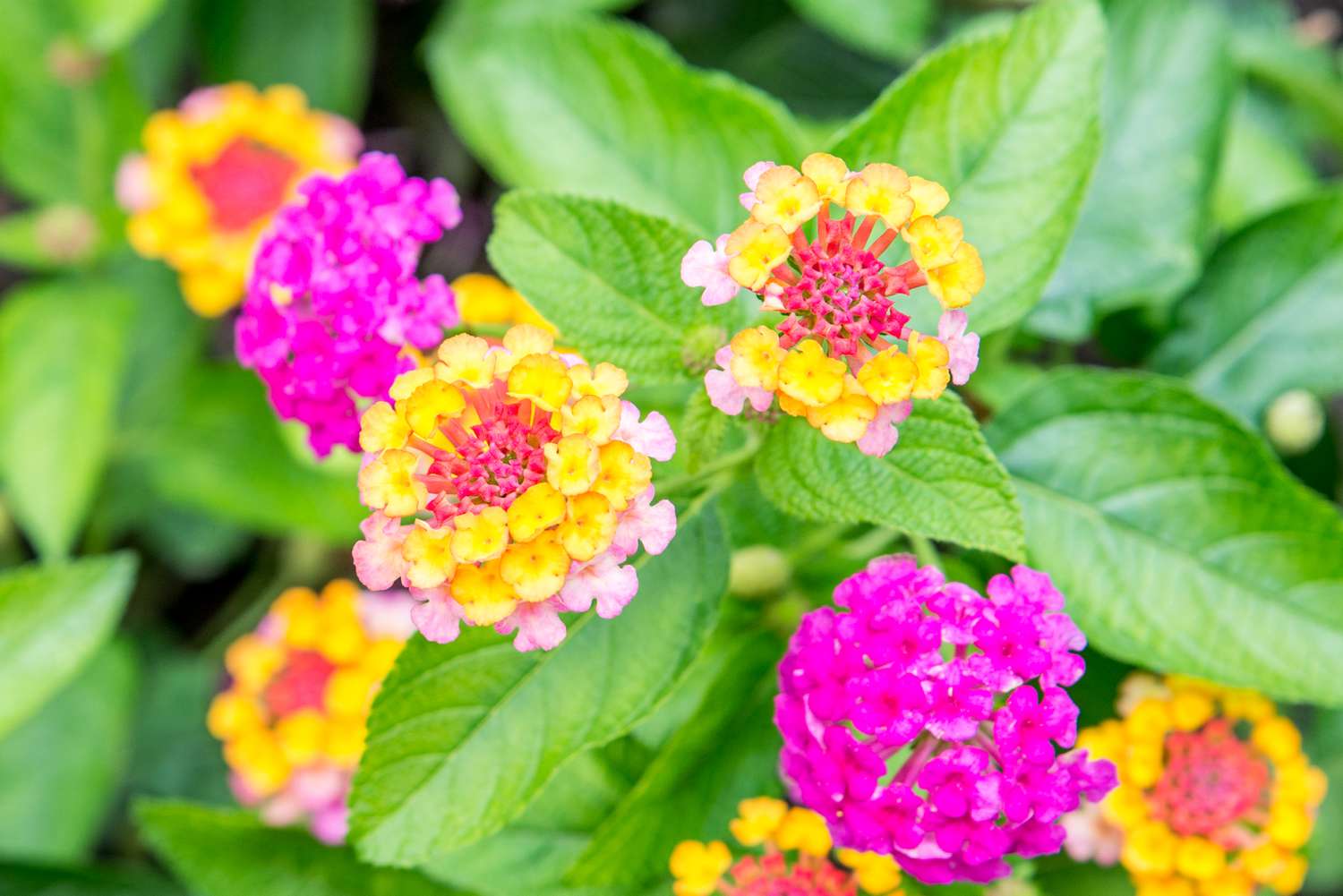 fleurs de lantana