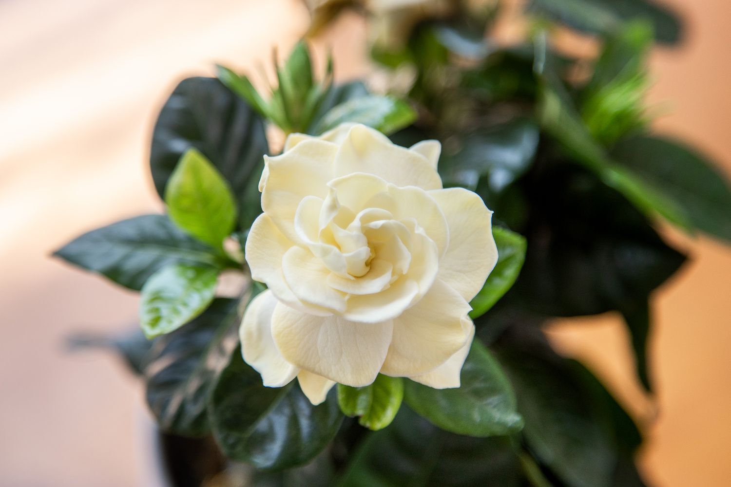 Plante Gardenia avec fleur blanc crème au-dessus de feuilles vertes brillantes gros plan