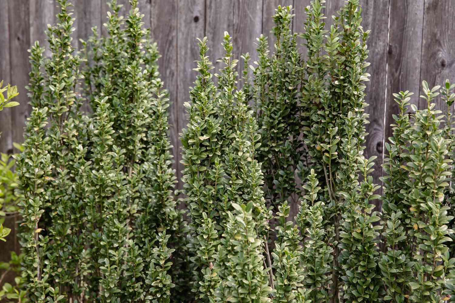 Arbustes de houx japonais avec des branches denses en forme de cône devant la clôture.