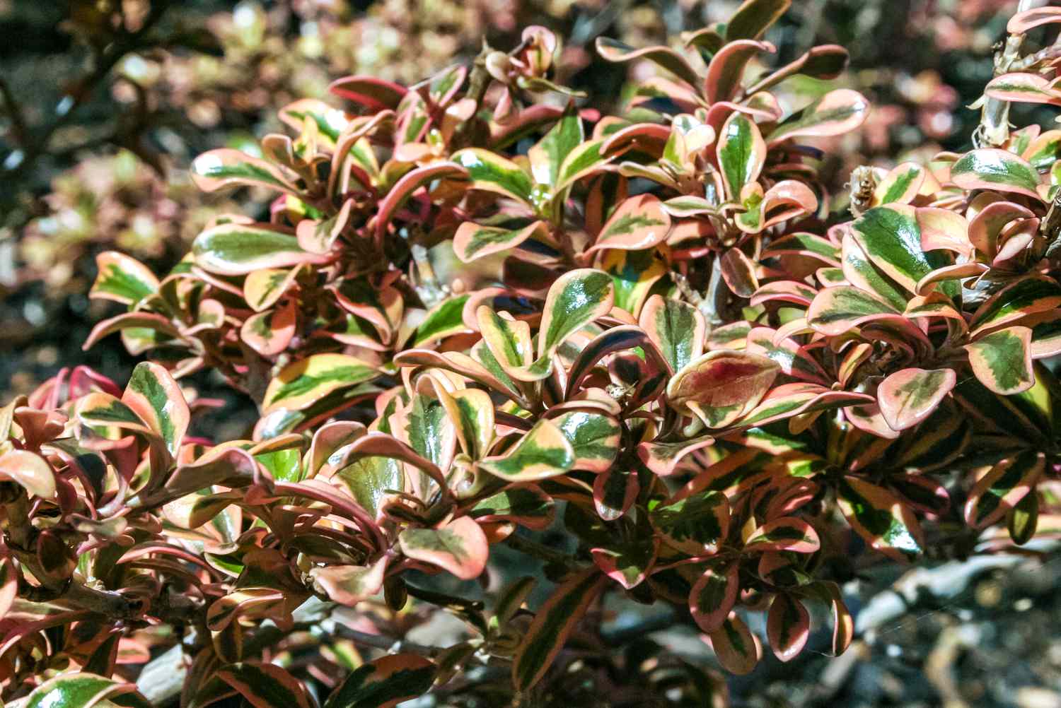 Buisson miroir