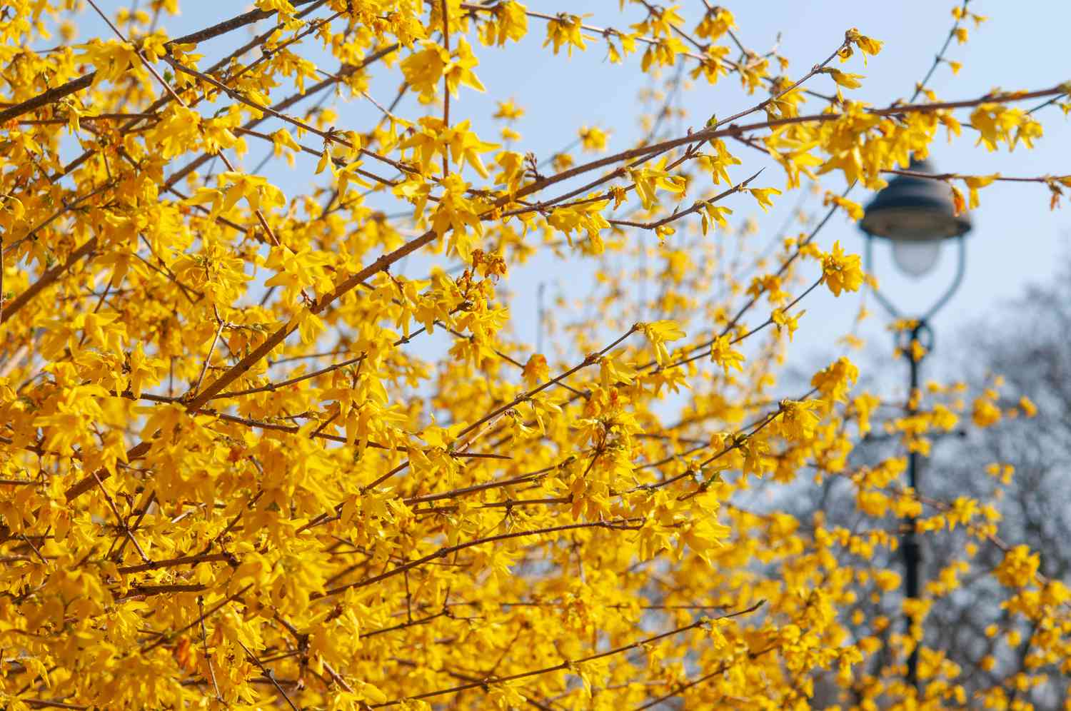 buisson de forsythia