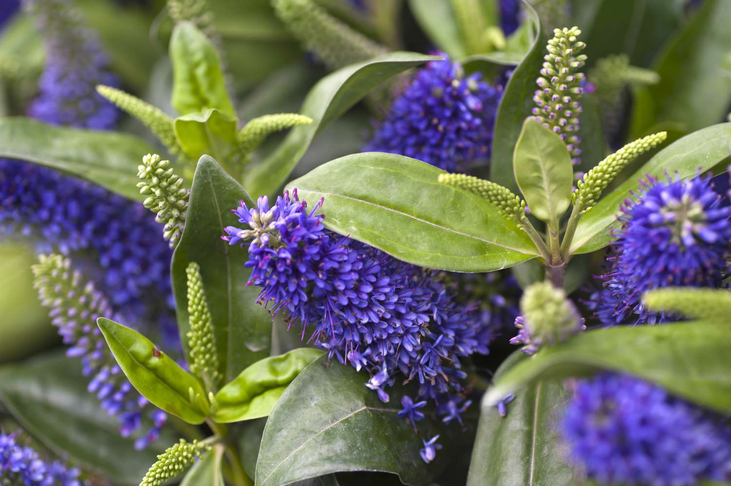 Arbuste d'Hebe avec des fleurs pourpres en épis et des épis verts entre les feuilles.