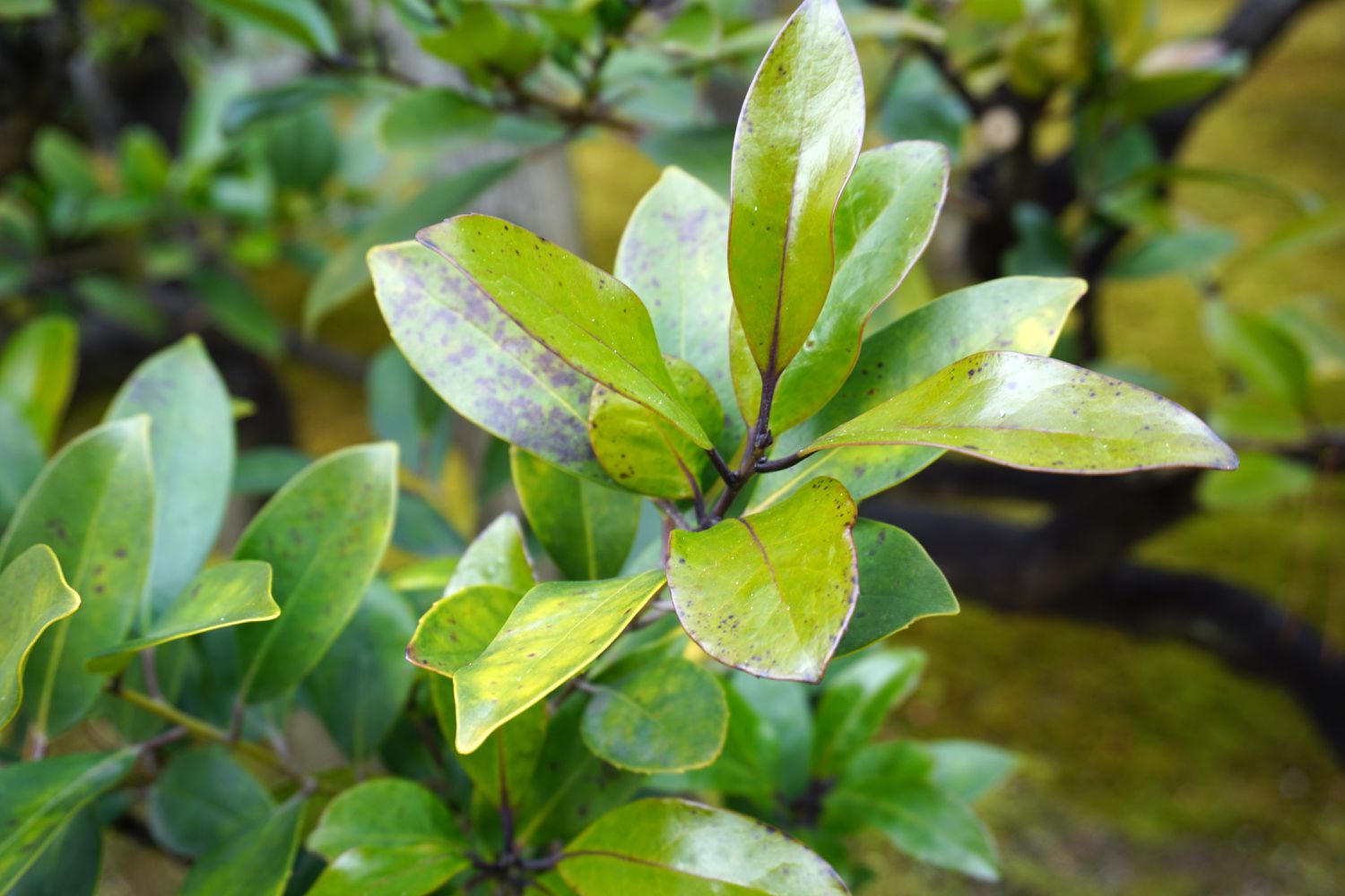 Plante Distylium